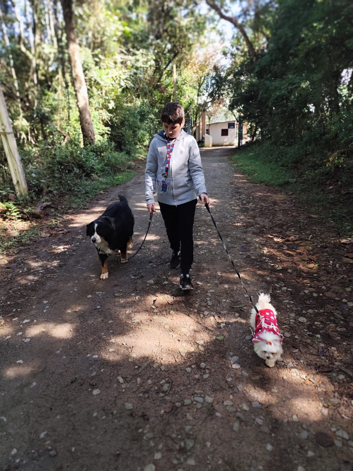 Profissional passeando com dois cães numa estrada de terra cercada de árvores.